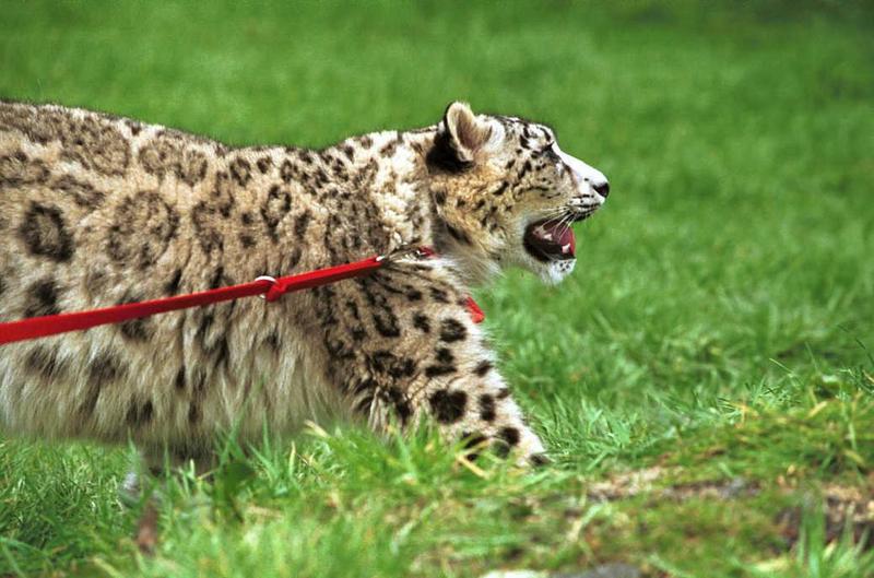Cato04-Snow Leopard-captive.jpg