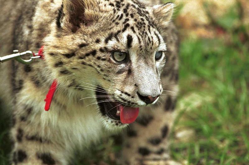 Cato05-Snow Leopard-captive.jpg