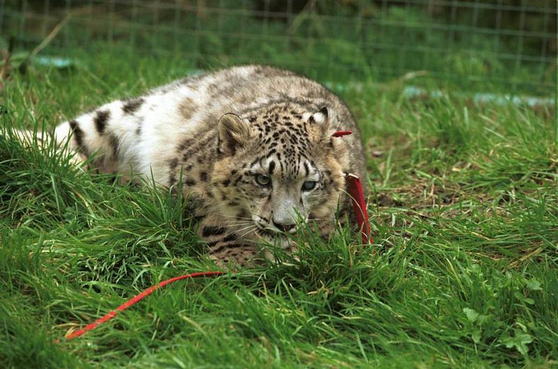 Cato07-Snow Leopard-captive.jpg
