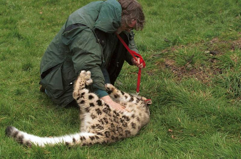 Cato08-Snow Leopard-captive.jpg