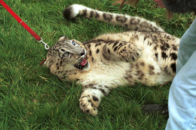 Cato09-Snow Leopard-captive.jpg