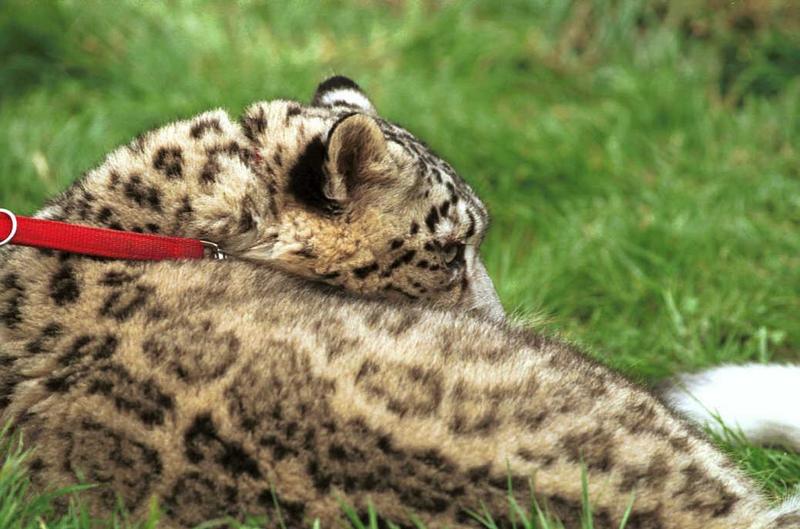Cato10-Snow Leopard-captive.jpg