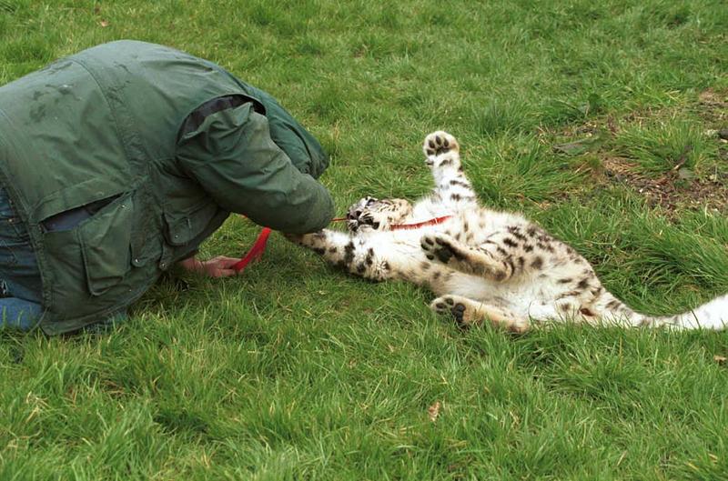 Cato12-Snow Leopard-captive.jpg