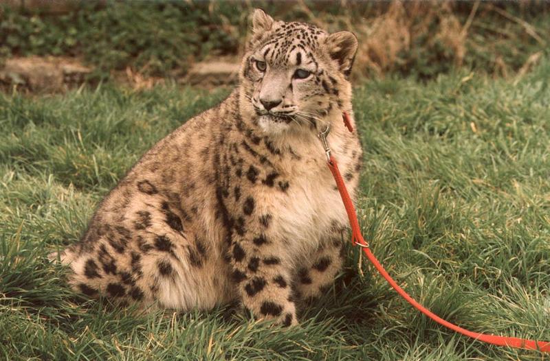 Cato-Snow Leopard-closeup on grass.jpg