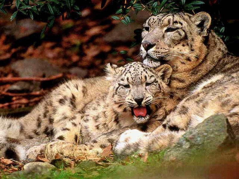 CATS04-Snow Leopards-mom and young-resting.jpg