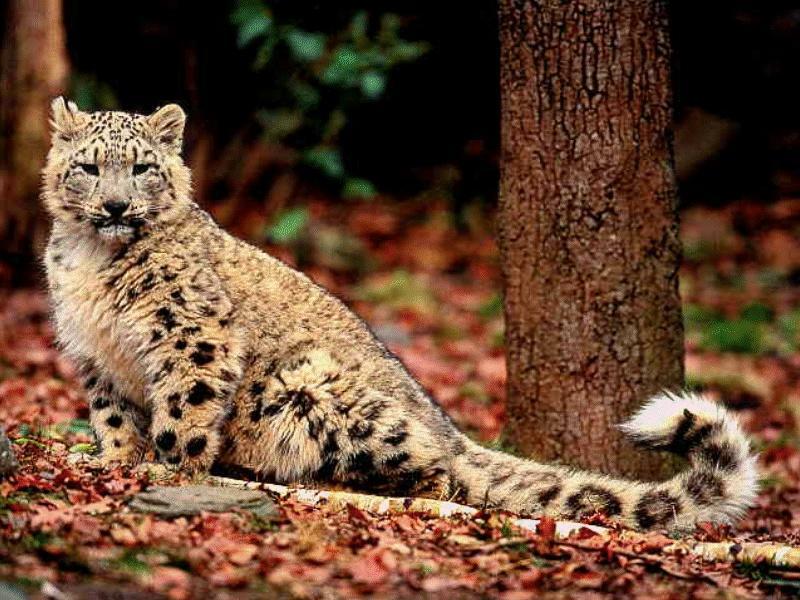 CATS09-Snow Leopard-under tree.jpg