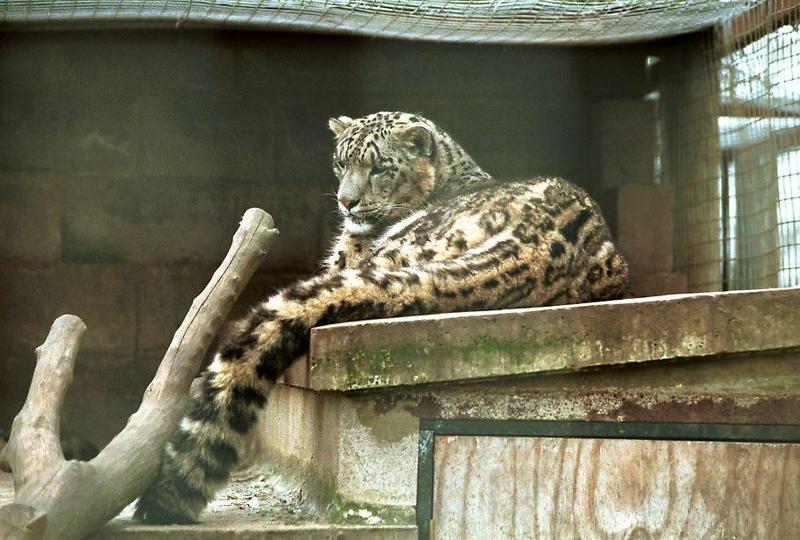 cst neg2003 14-Snow Leopard.jpg