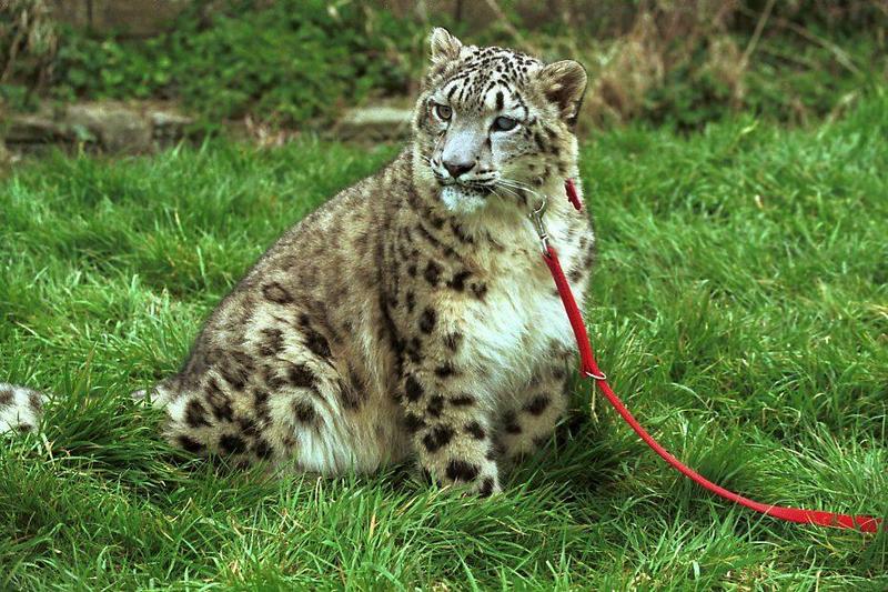 cst neg2003 35-Snow Leopard.jpg