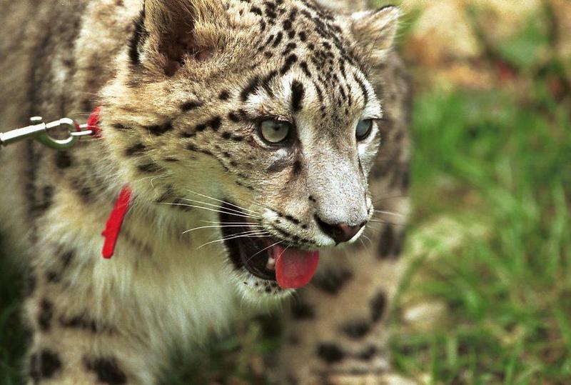 cst neg2003 49-Snow Leopard.jpg
