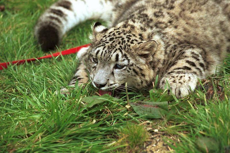 cst neg2003 55-Snow Leopard.jpg