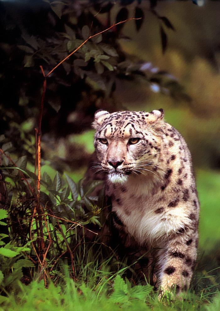 p-wc23-Snow Leopard-stalking in bush.jpg