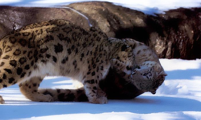 p-wc36-Snow Leopards-playing on snow.jpg