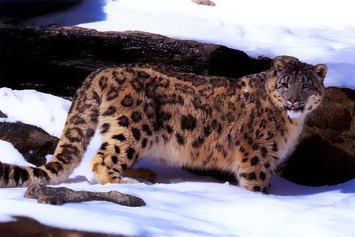 p-wc55-Snow Leopard-looks back.jpg