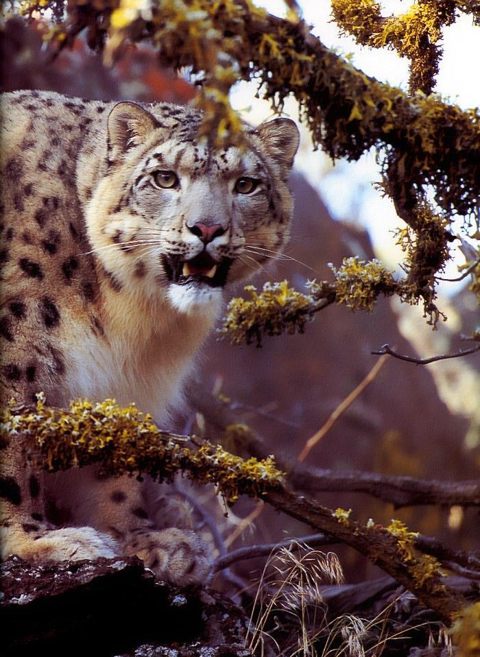 p-wc56-Snow Leopard-face closeup.jpg