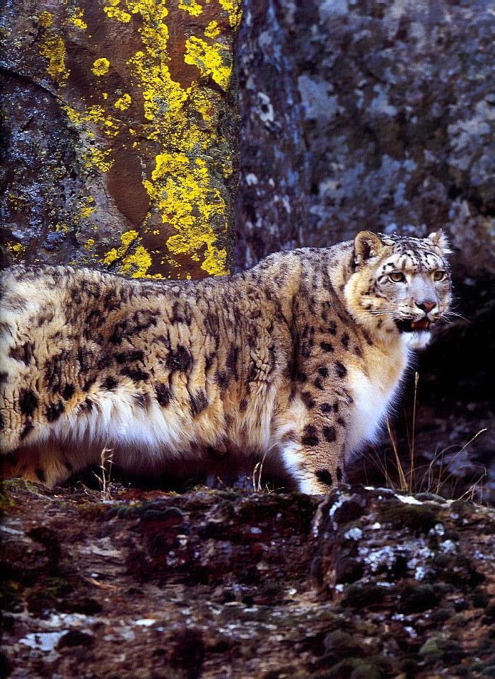 p-wc57-Snow Leopard-standing on rock.jpg