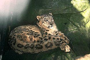 SDZ 0026-Snow Leopard-Relaxin on rock.jpg