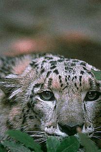 SDZ 0027-Snow Leopard-Face closeup.jpg