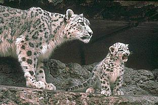SDZ 0030-Snow Leopards-Mom and Baby.jpg