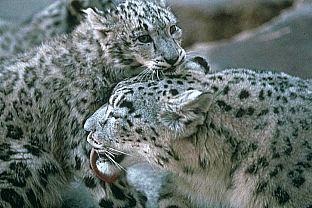 SDZ 0031-Snow Leopards-Mom and Baby.jpg