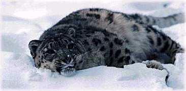 sl01-Snow Leopard-laying down on sonw.jpg