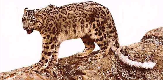 sl02-Snow Leopard on rock hill.jpg