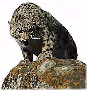 sl03-Snow Leopard Snarls on rock.jpg