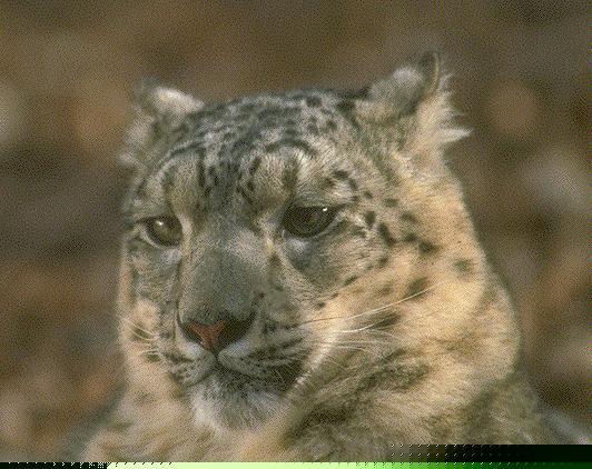 sl05-Snow Leopard-face closeup.jpg