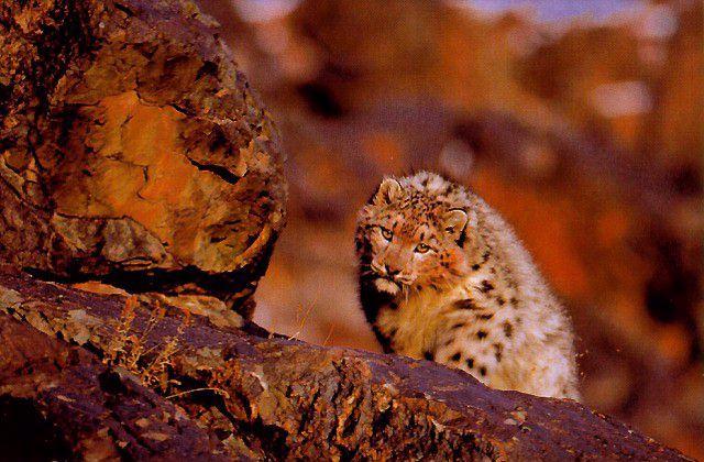 sl08-Snow Leopard-Shy on rock.jpg