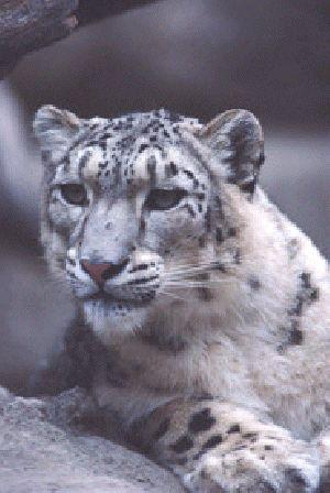 sl13-Snow Leopard-Closeup.jpg