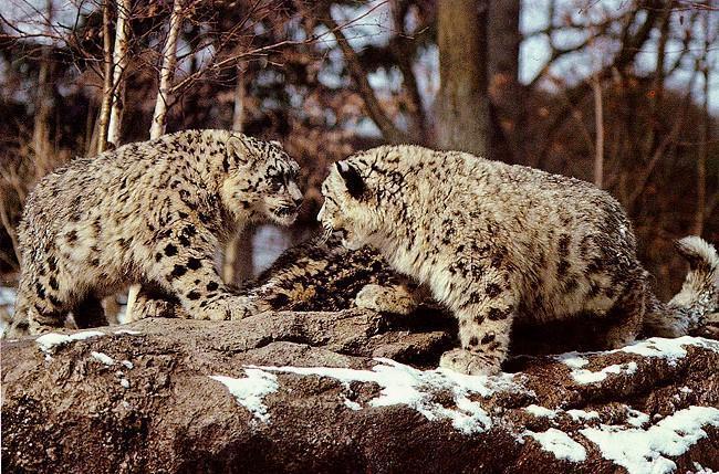 sl14-Snow Leopards-On Rock.jpg