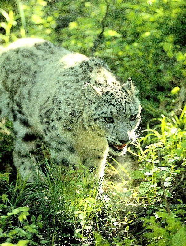 sl16-Snow Leopard.jpg