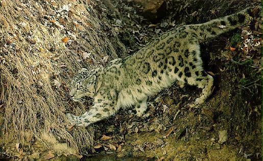 sl19-Snow Leopard.jpg