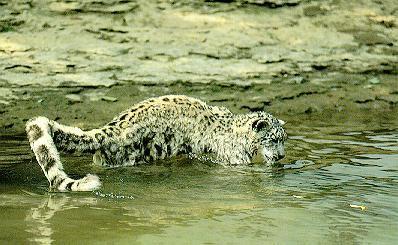 sl20-Snow Leopard-In water.jpg