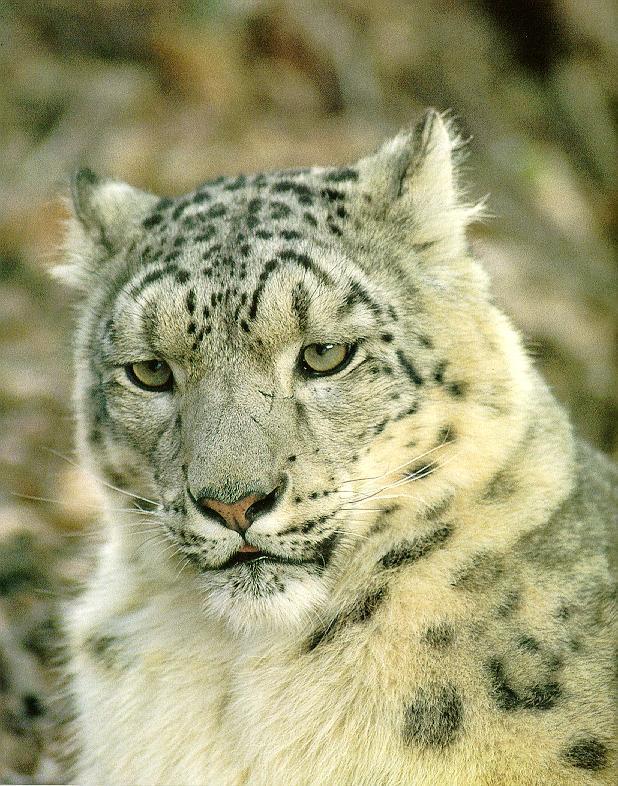 sl22-Snow Leopard-Face Closeup.jpg
