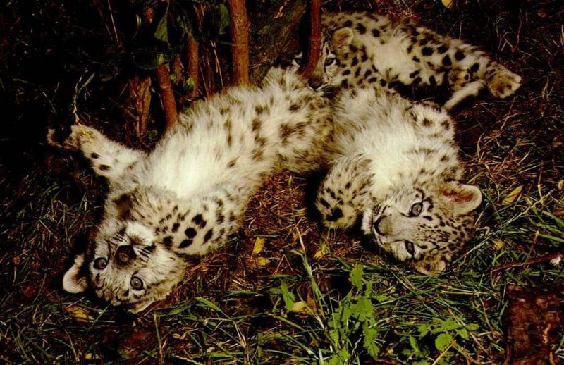 slcub01-Snow Leopards-3 Baby Rompers.jpg