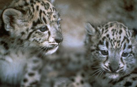 slcub02-Snow Leopards.jpg