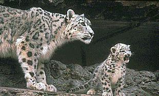slcub03-Snow Leopard-Mom and baby.jpg
