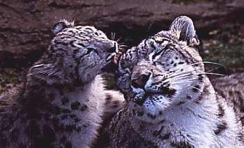 slkiss-2 Snow Leopards.jpg