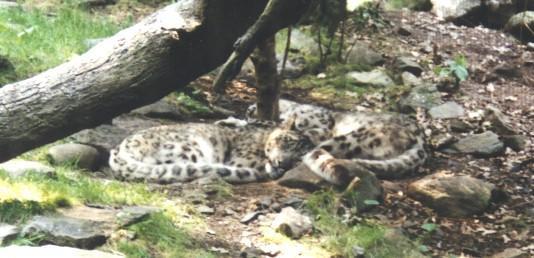 Snooze01-Bronx Zoo-Snow Leopards-Sleepy.jpg