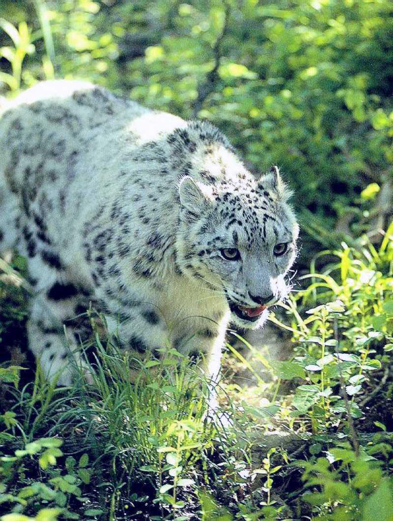 Snow Leopard 16-wandering in summer forest.jpg