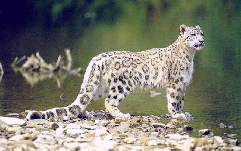 Snow Leopard 17-standing on water side.jpg