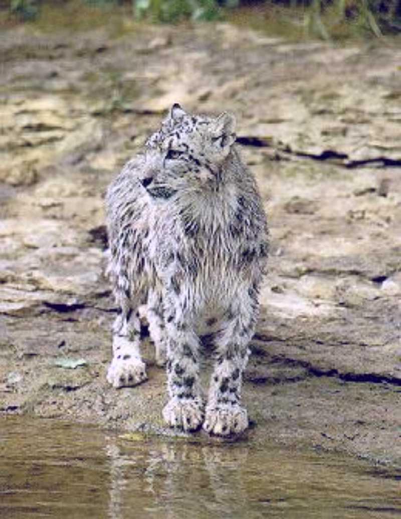 Snow Leopard 18-standing on water side.jpg