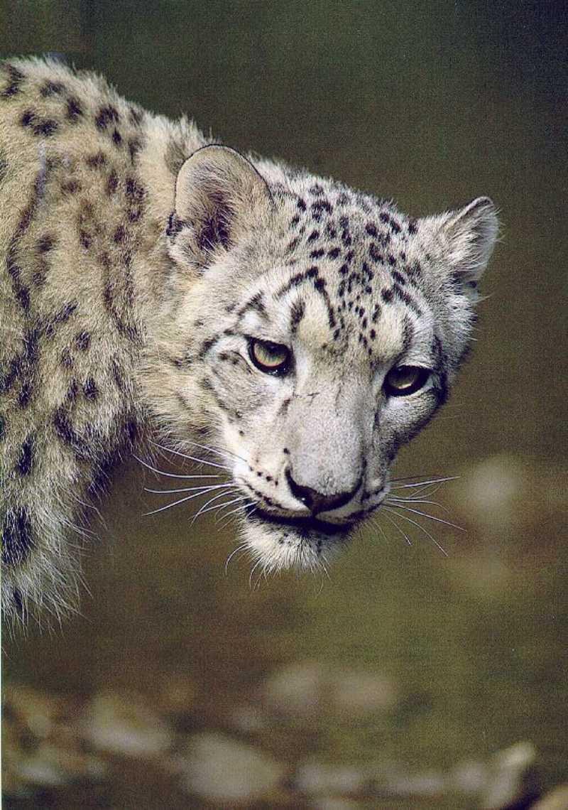 Snow Leopard 21-face closeup.jpg