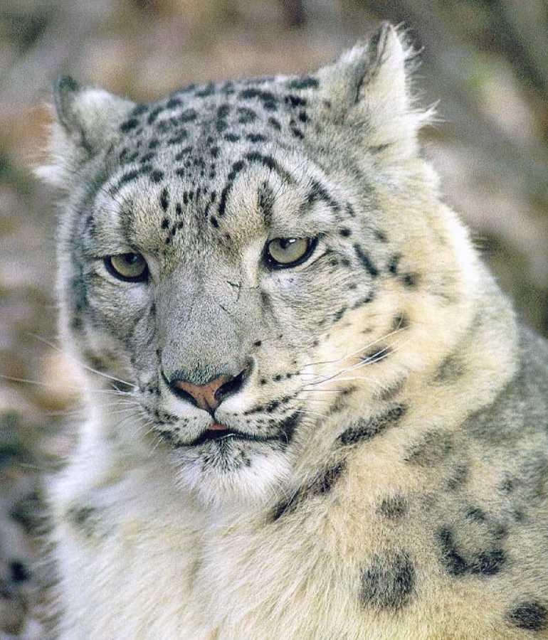 Snow Leopard 22 S-face closeup.jpg