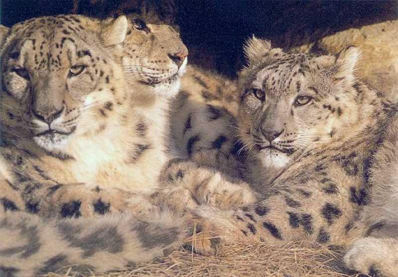 Snow Leopard 24 S-family-face closeup.jpg