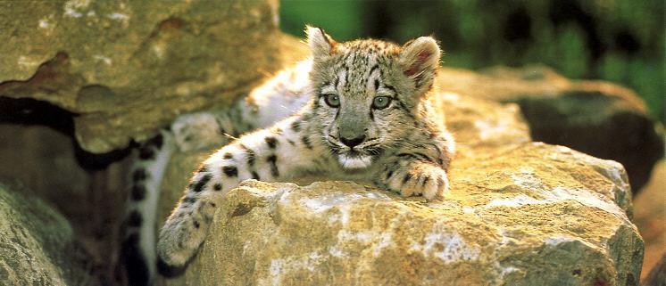 Snow Leopard Kitten.jpg