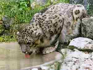 Snow Leopard1-drinking water.jpg