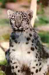 Snow Leopard 2-closeup of portrait.jpg