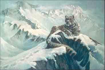 Snow leopard-sitting on snow cliff top.jpg