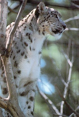 Snow Leopard On Tree-Closeup.jpg